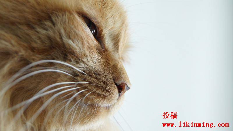 如何下载网页上的swf文件 如何下载网页上的swf文件